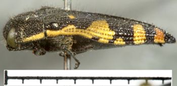 Media type: image;   Entomology 33807 Aspect: habitus lateral view